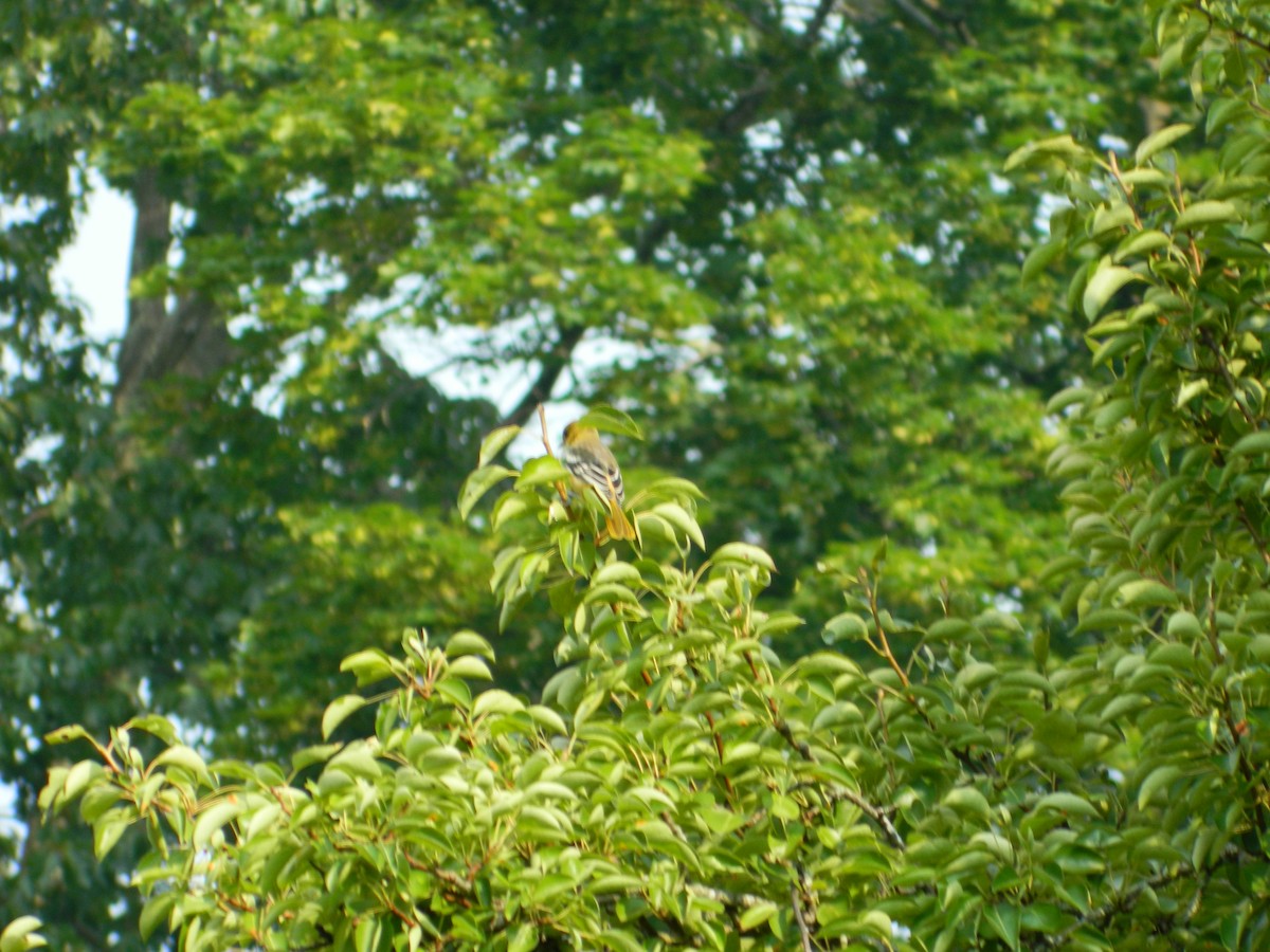 Baltimore Oriole - ML595211801