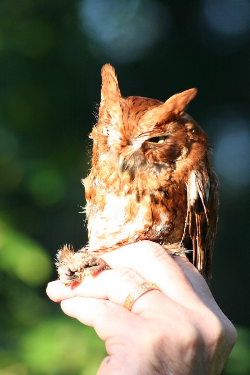 Eastern Screech-Owl - ML595211811