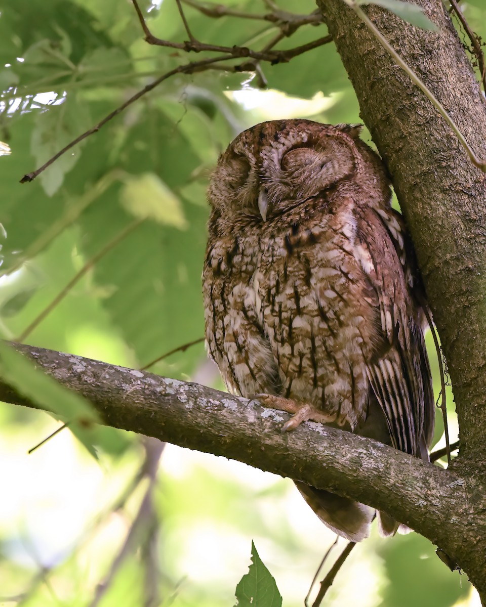 Eastern Screech-Owl - ML595212351