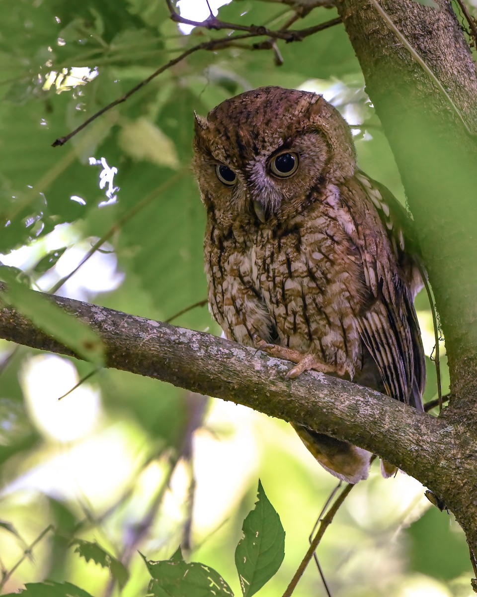 Eastern Screech-Owl - ML595212371