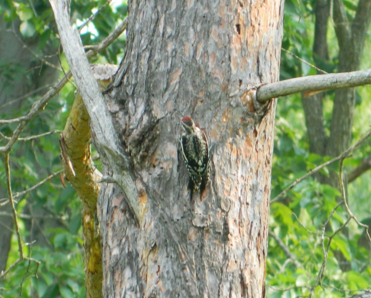 Yellow-bellied Sapsucker - ML595212401