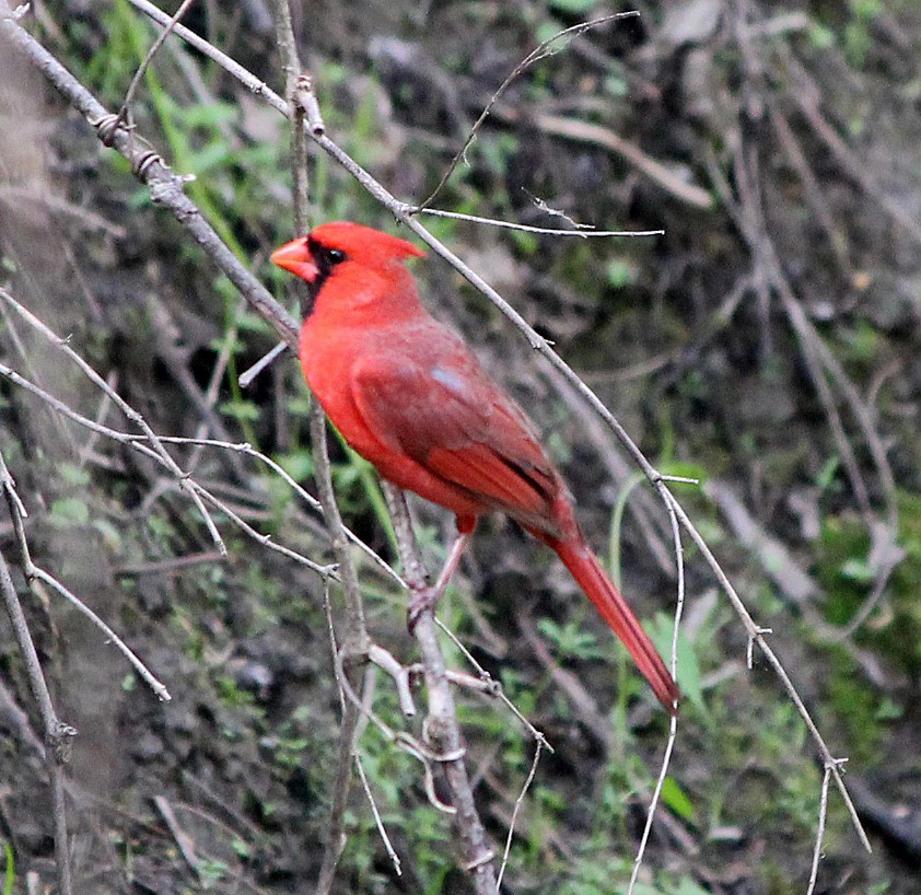 Cardinal rouge - ML595212891