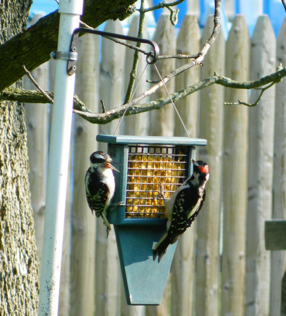 Hairy Woodpecker - ML595213511