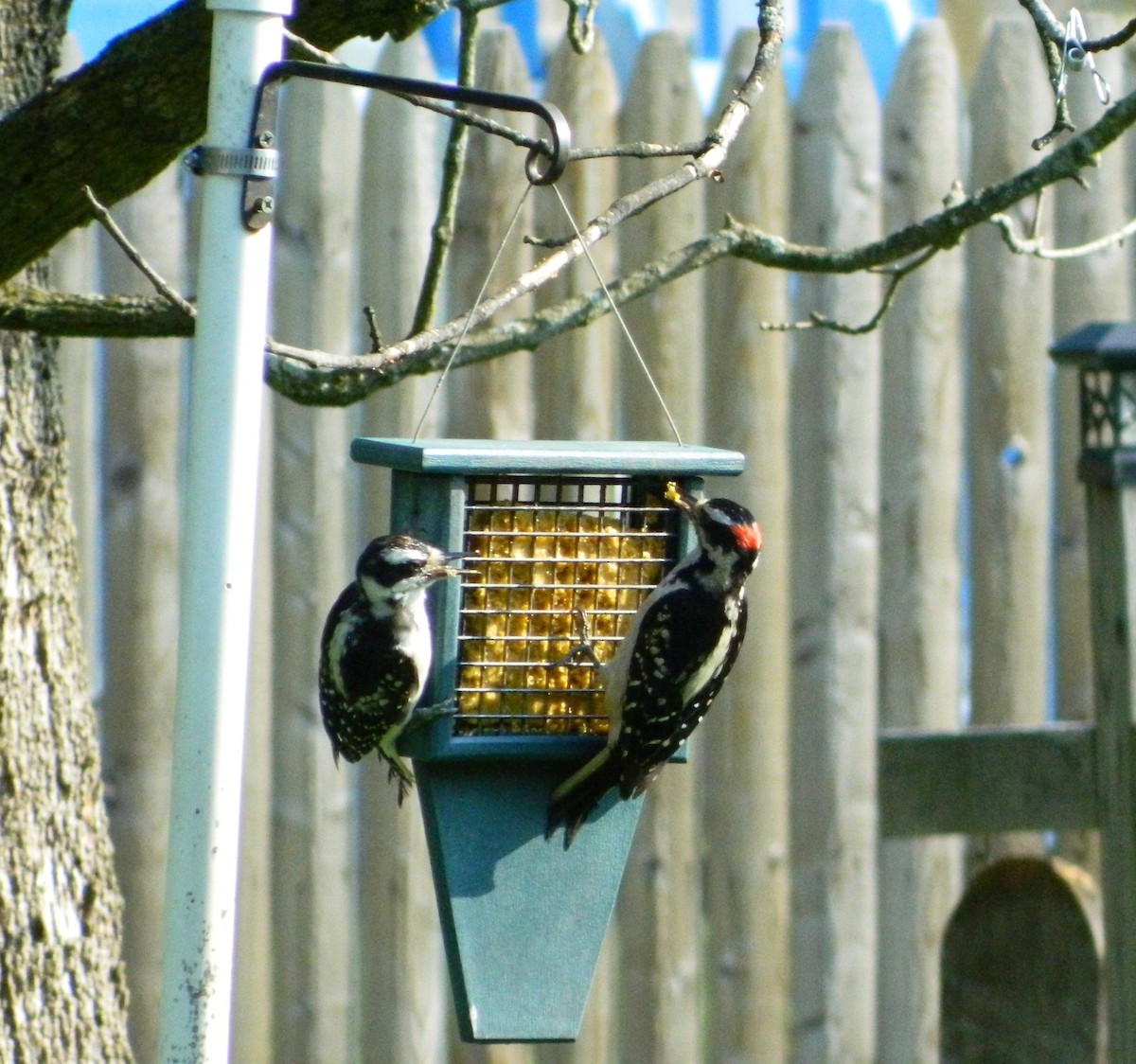 Hairy Woodpecker - Colleen  Williams