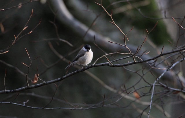 Marsh Tit - ML595213701