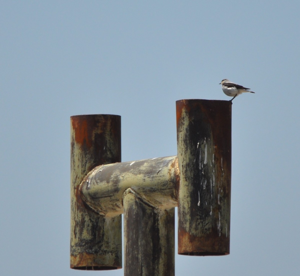 Northern Wheatear - ML595215421