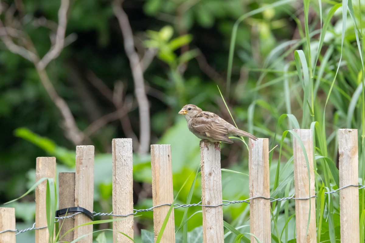 Moineau domestique - ML595215531