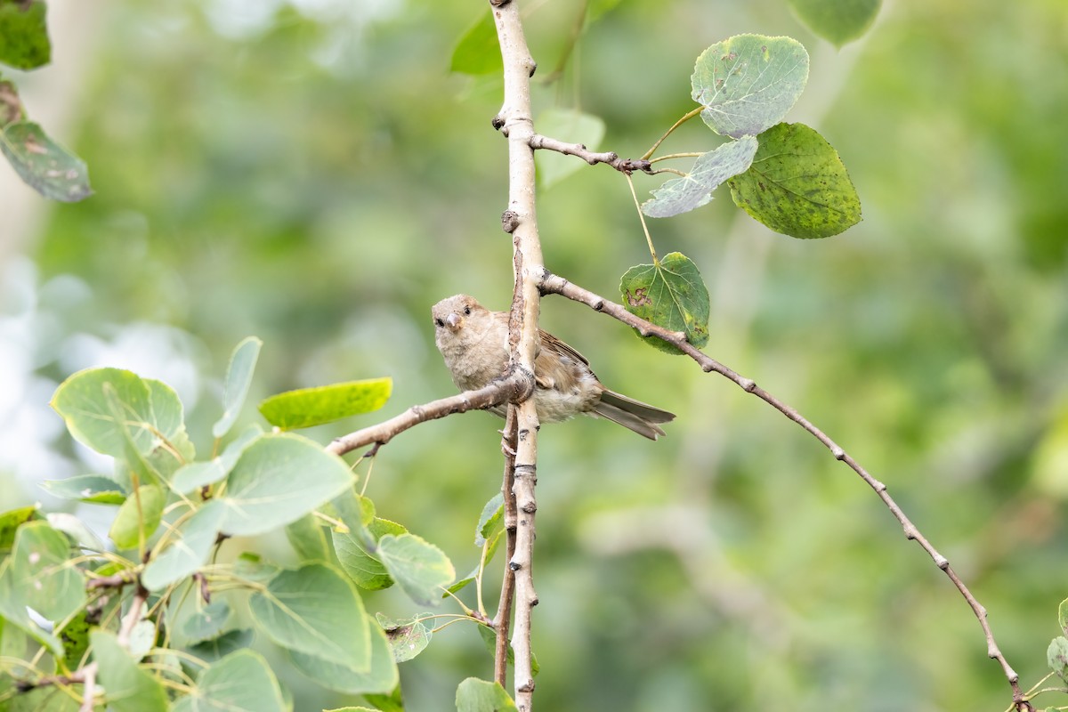 Moineau domestique - ML595215541