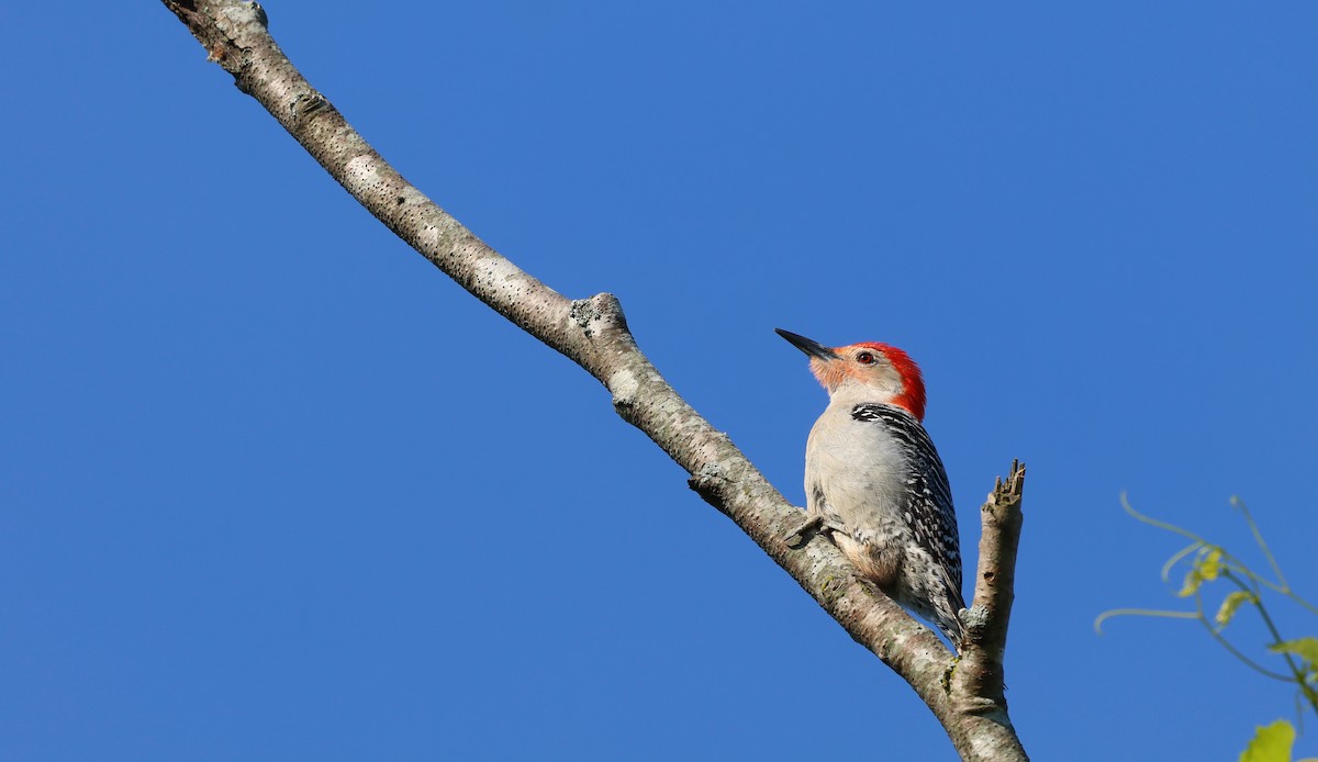 Red-bellied Woodpecker - ML595216741