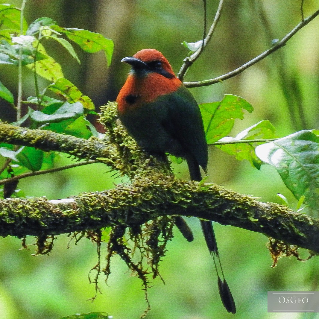 Broad-billed Motmot - Oscar Quirós