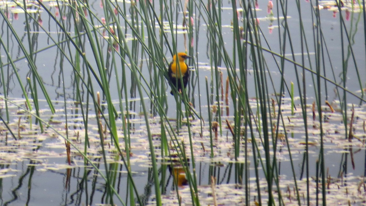 Yellow-headed Blackbird - Fred Peters