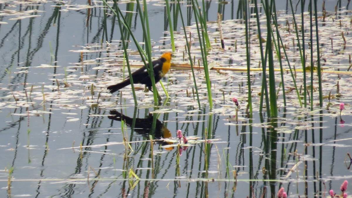 Yellow-headed Blackbird - Fred Peters