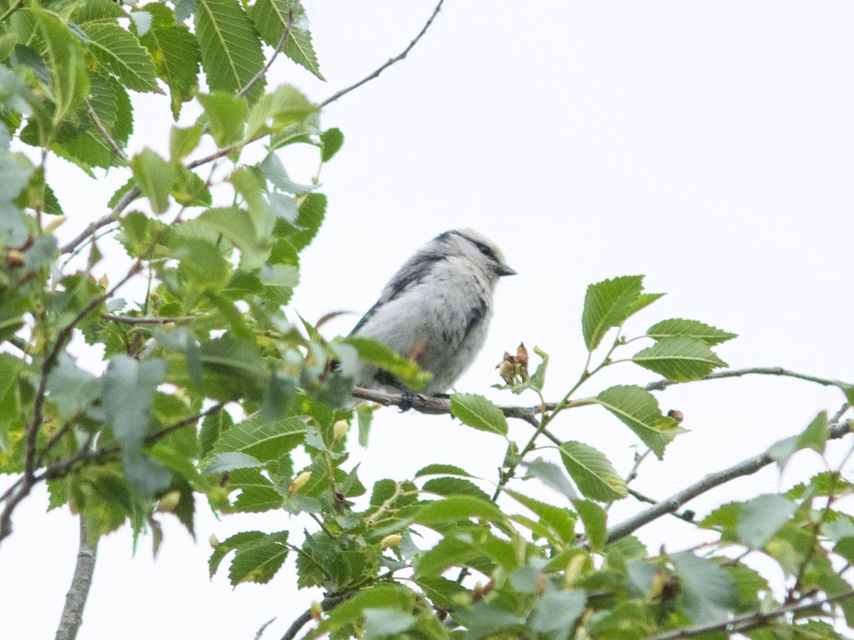 Mésange azurée (groupe cyanus) - ML595218601