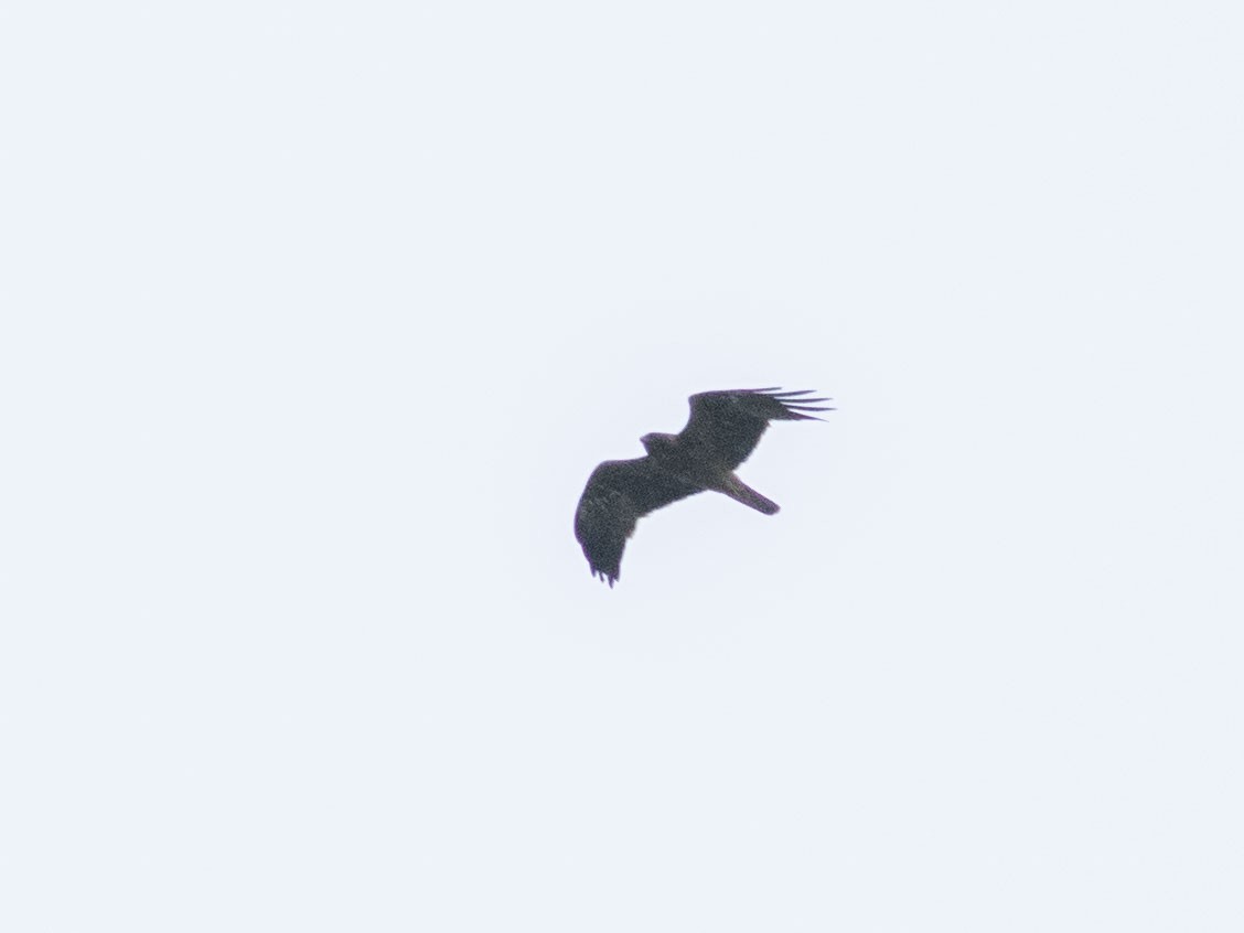 Booted Eagle - ML595218761