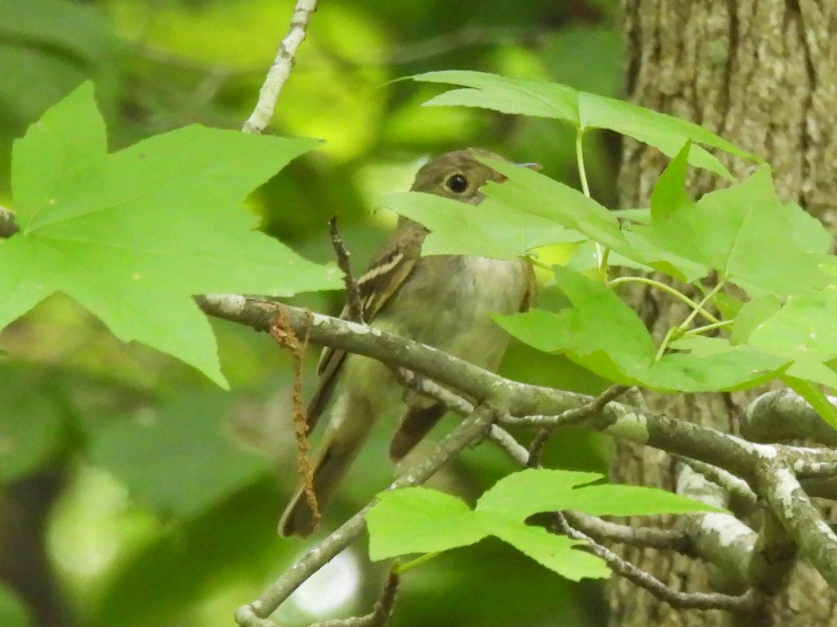 Acadian Flycatcher - Maggie Silverman