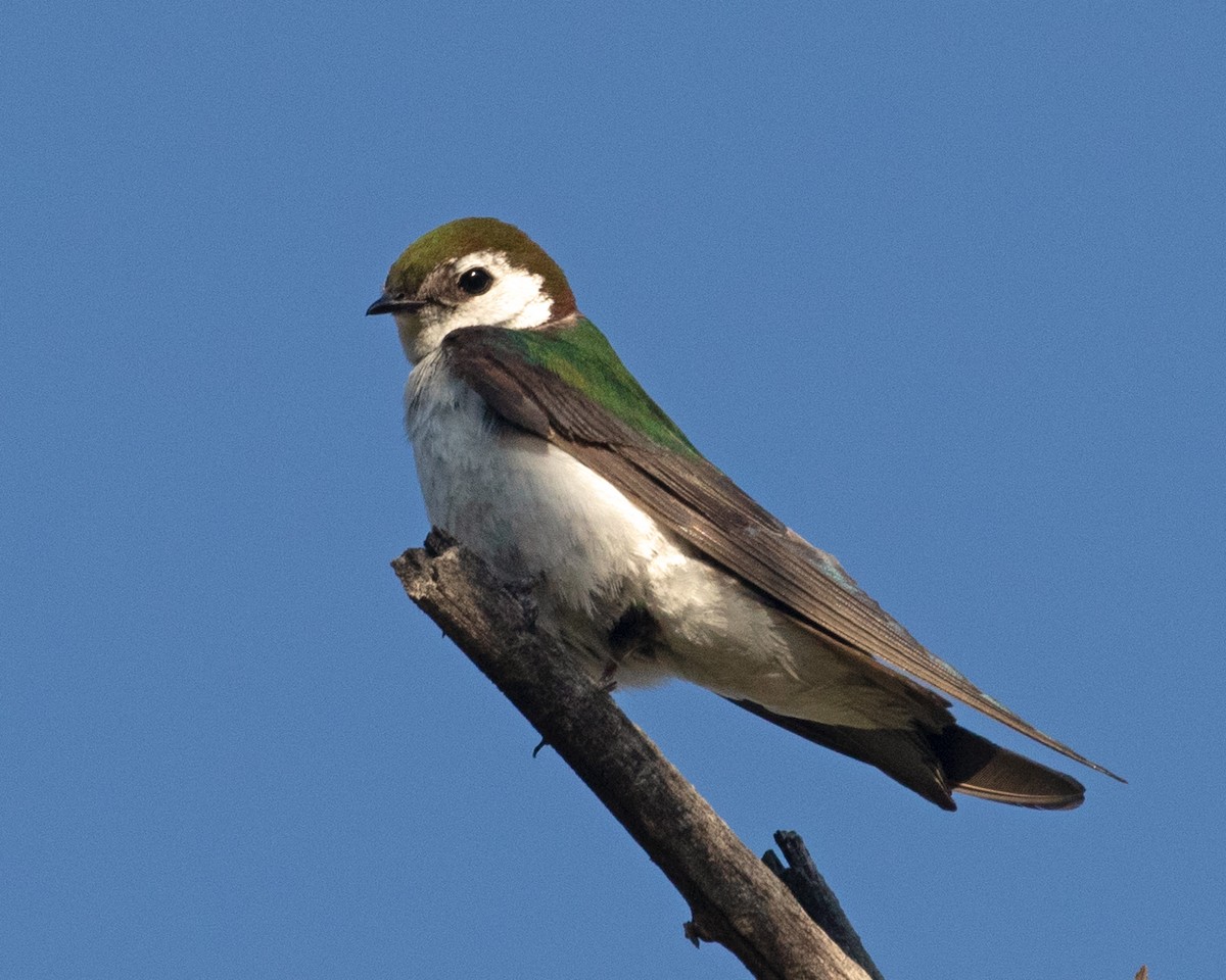 Violet-green Swallow - ML595221891