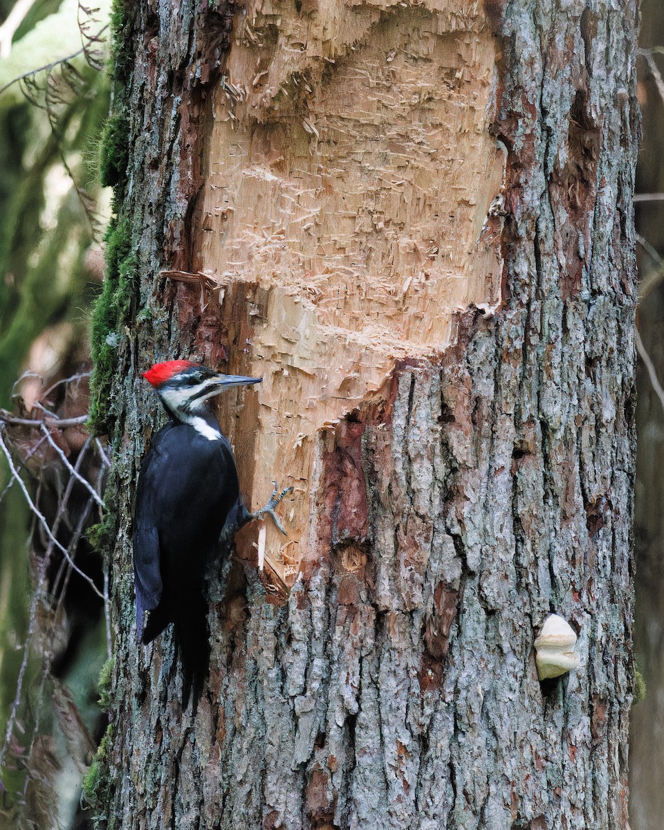 Pileated Woodpecker - ML595222481