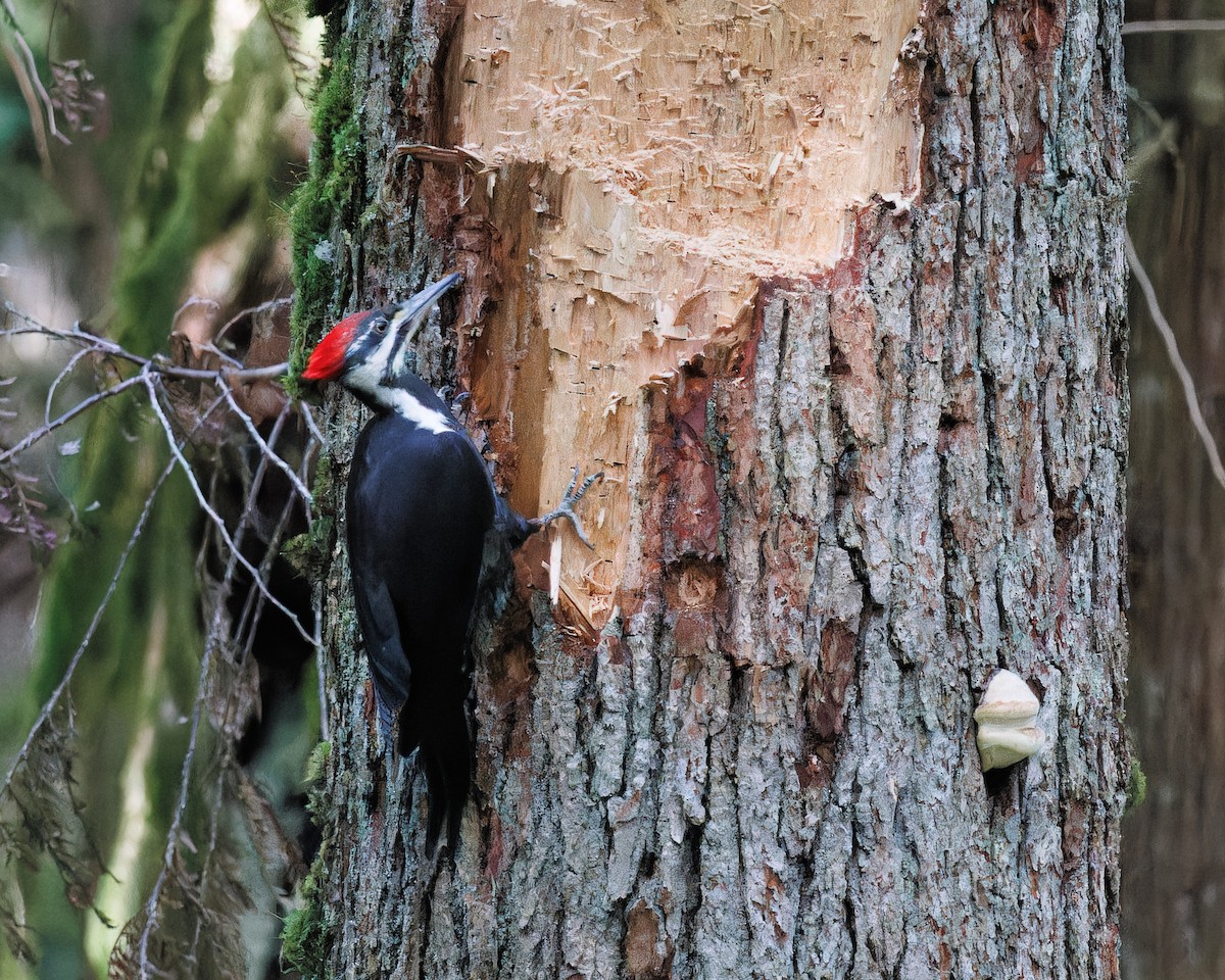 Pileated Woodpecker - ML595222491