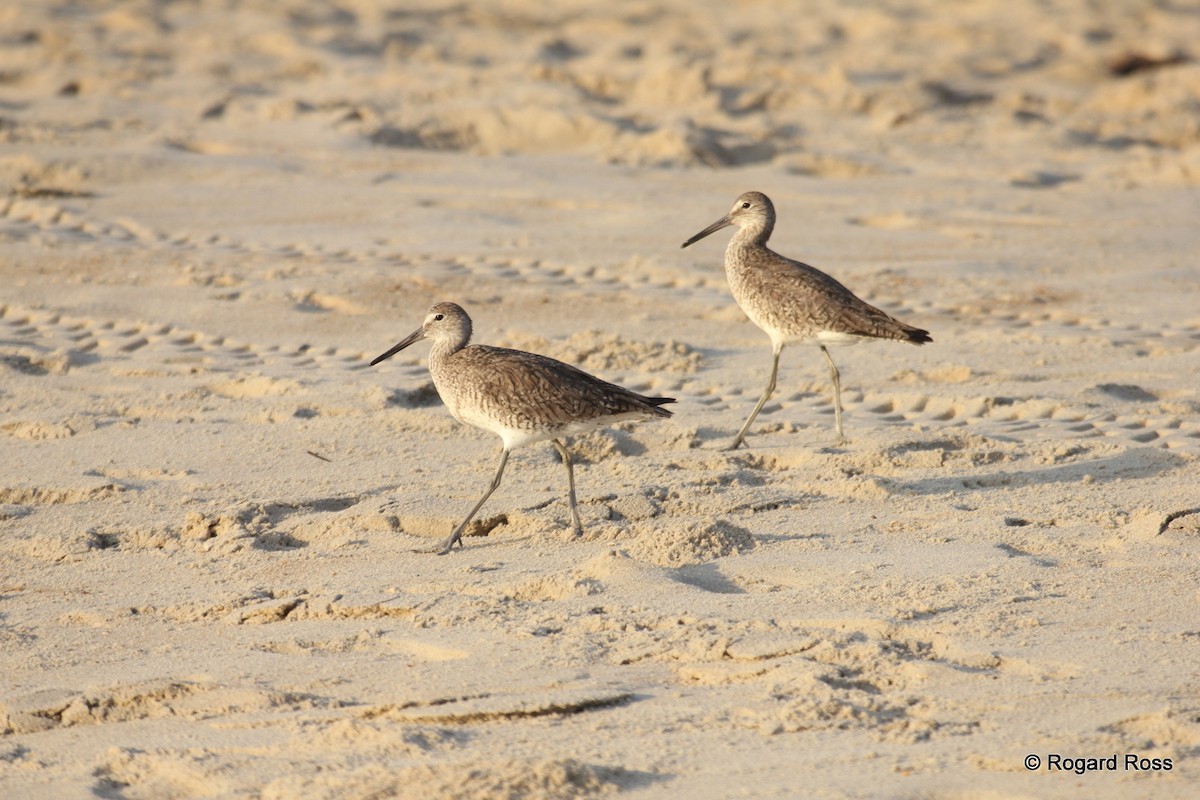 Willet - ML595224171