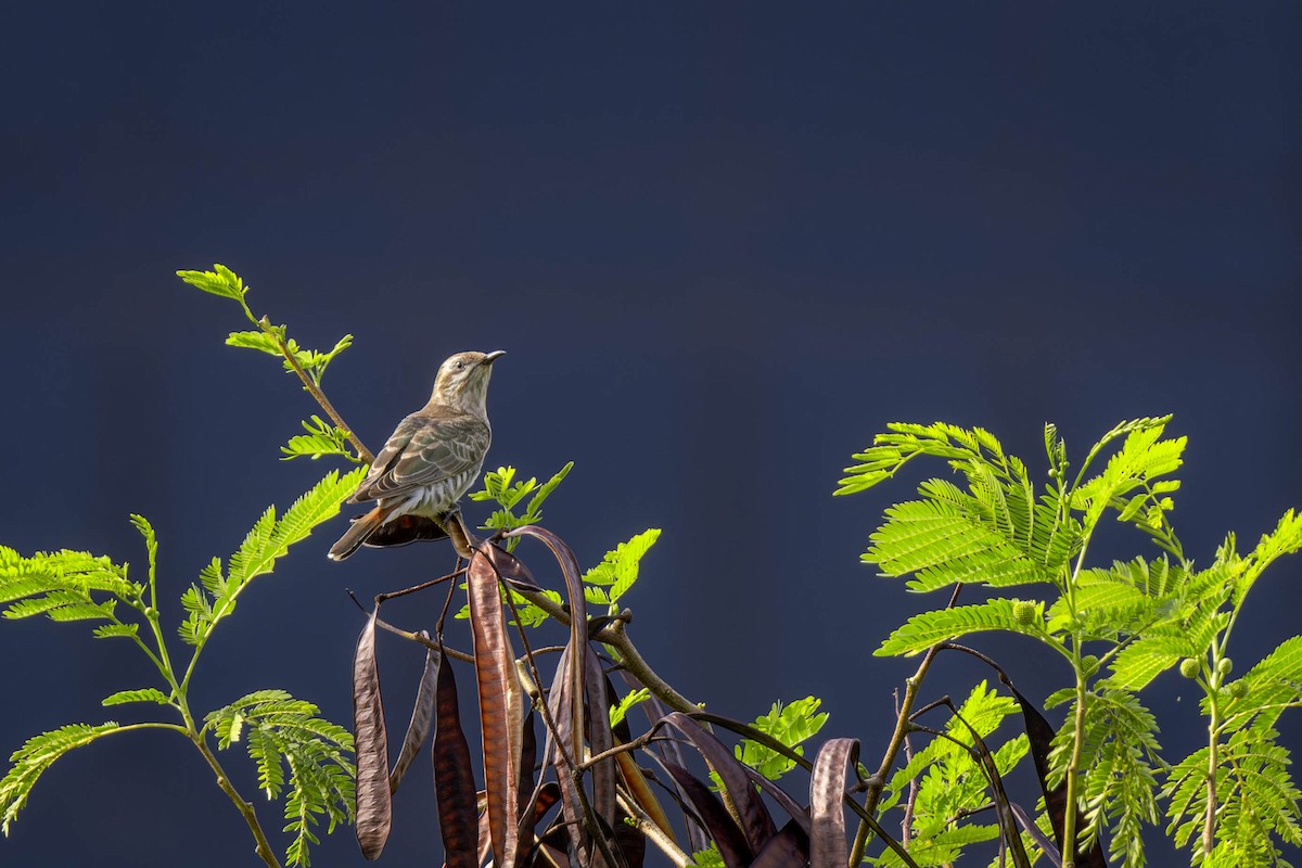 Horsfield's Bronze-Cuckoo - ML595224181