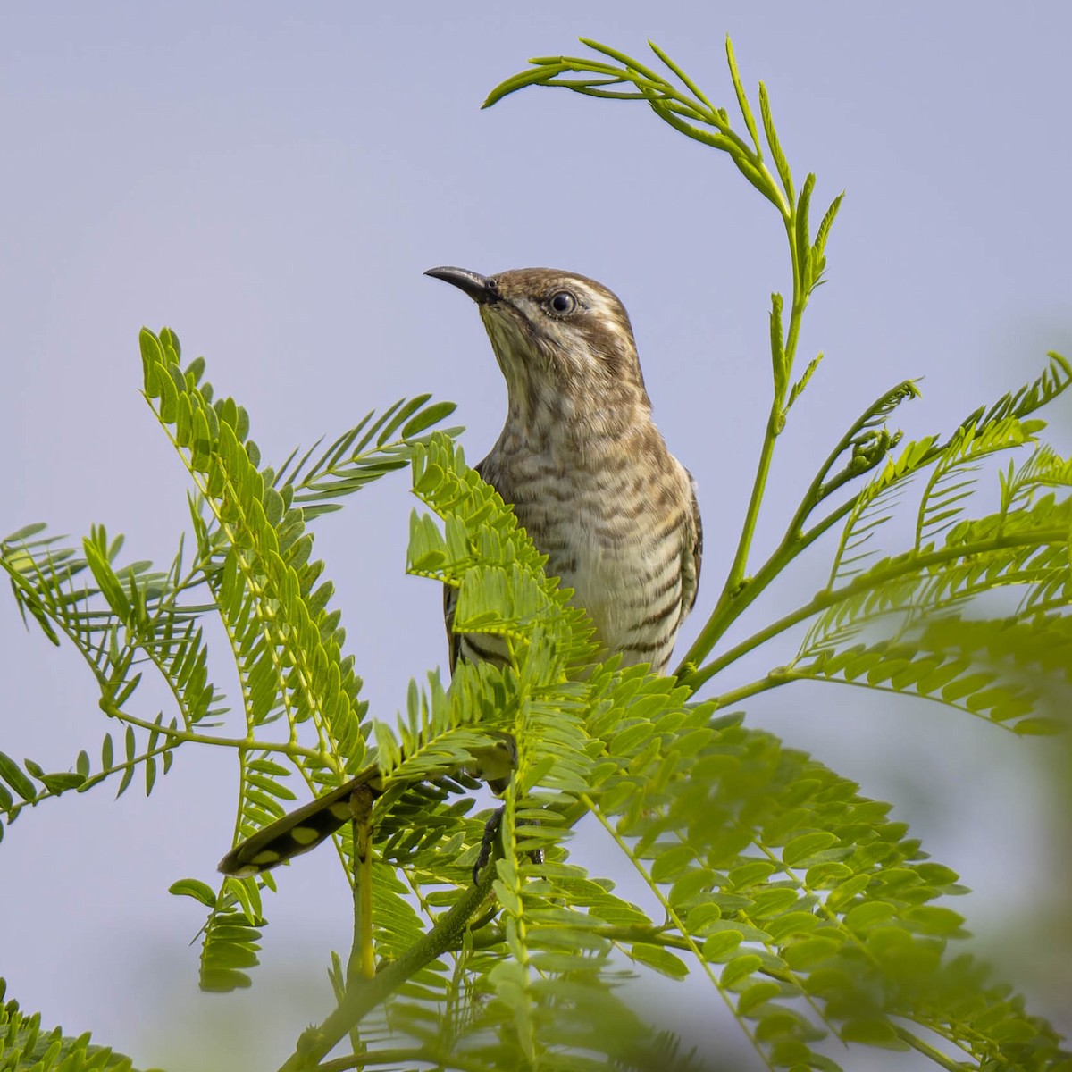 Horsfield's Bronze-Cuckoo - ML595224191