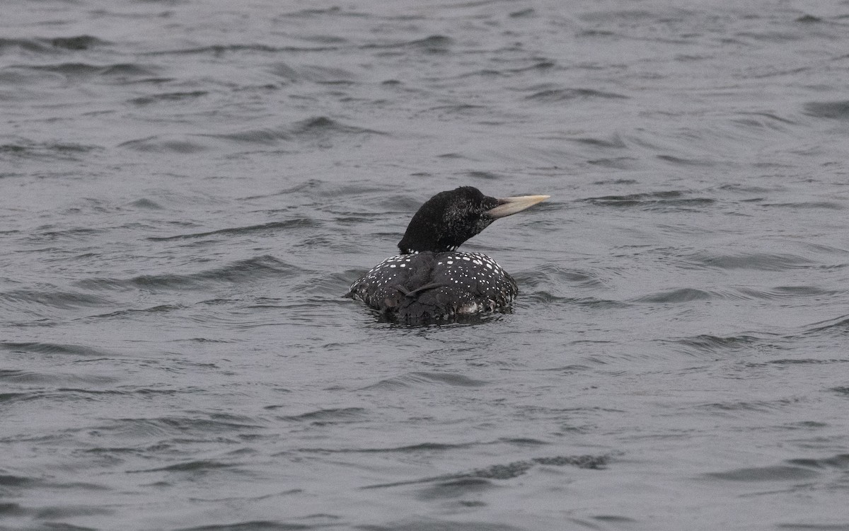 Yellow-billed Loon - ML595224411