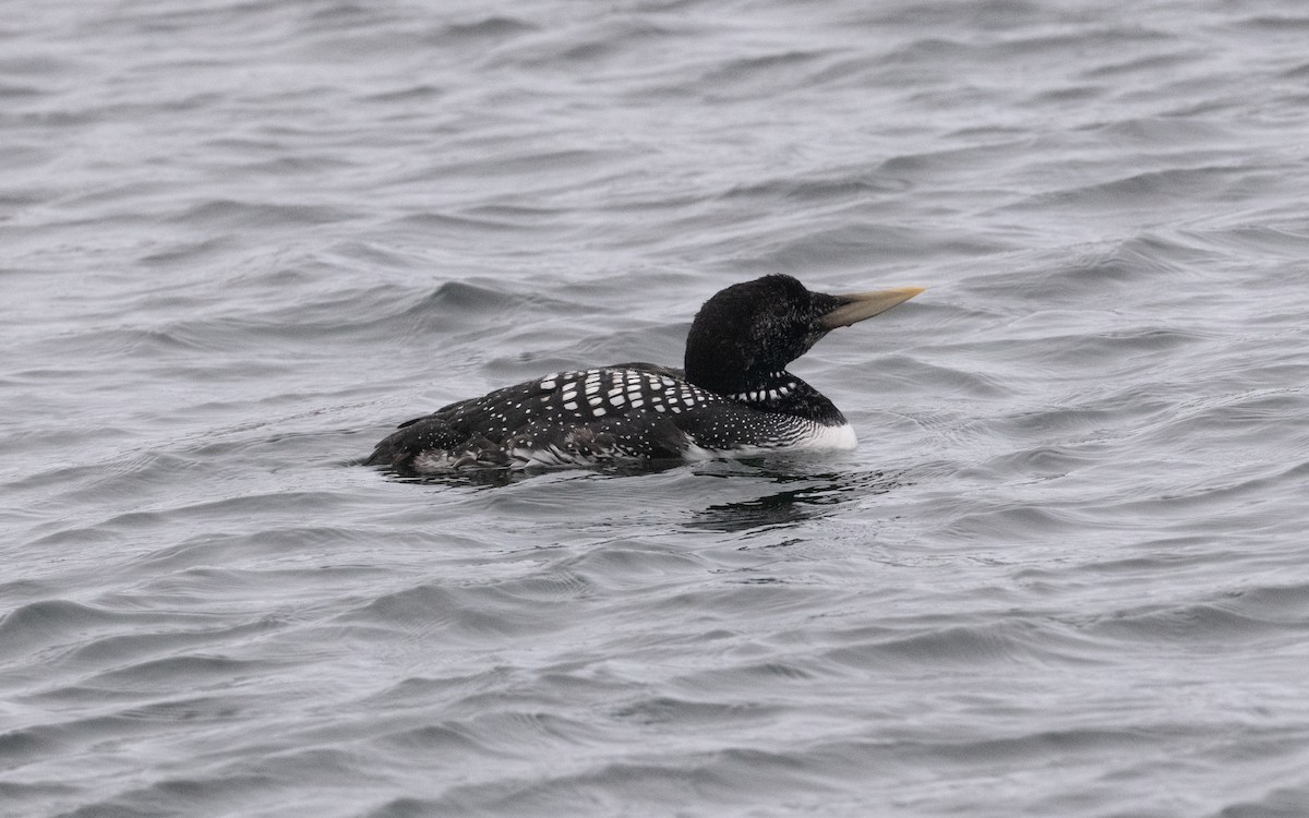 Yellow-billed Loon - ML595224421