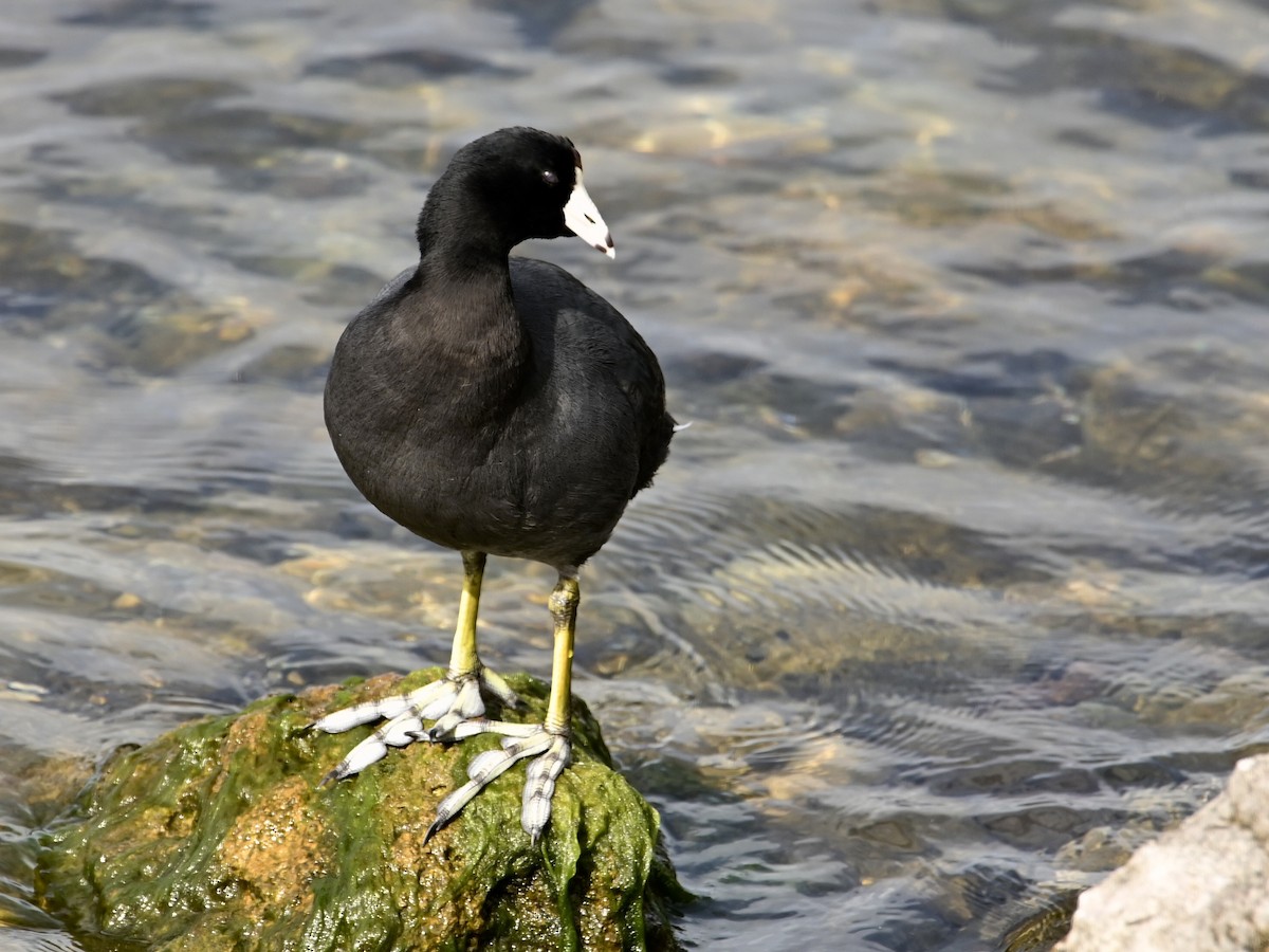 American Coot - ML595224571