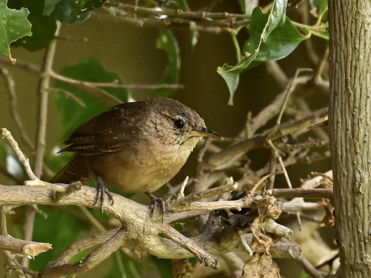 Southern House Wren - ML595224771