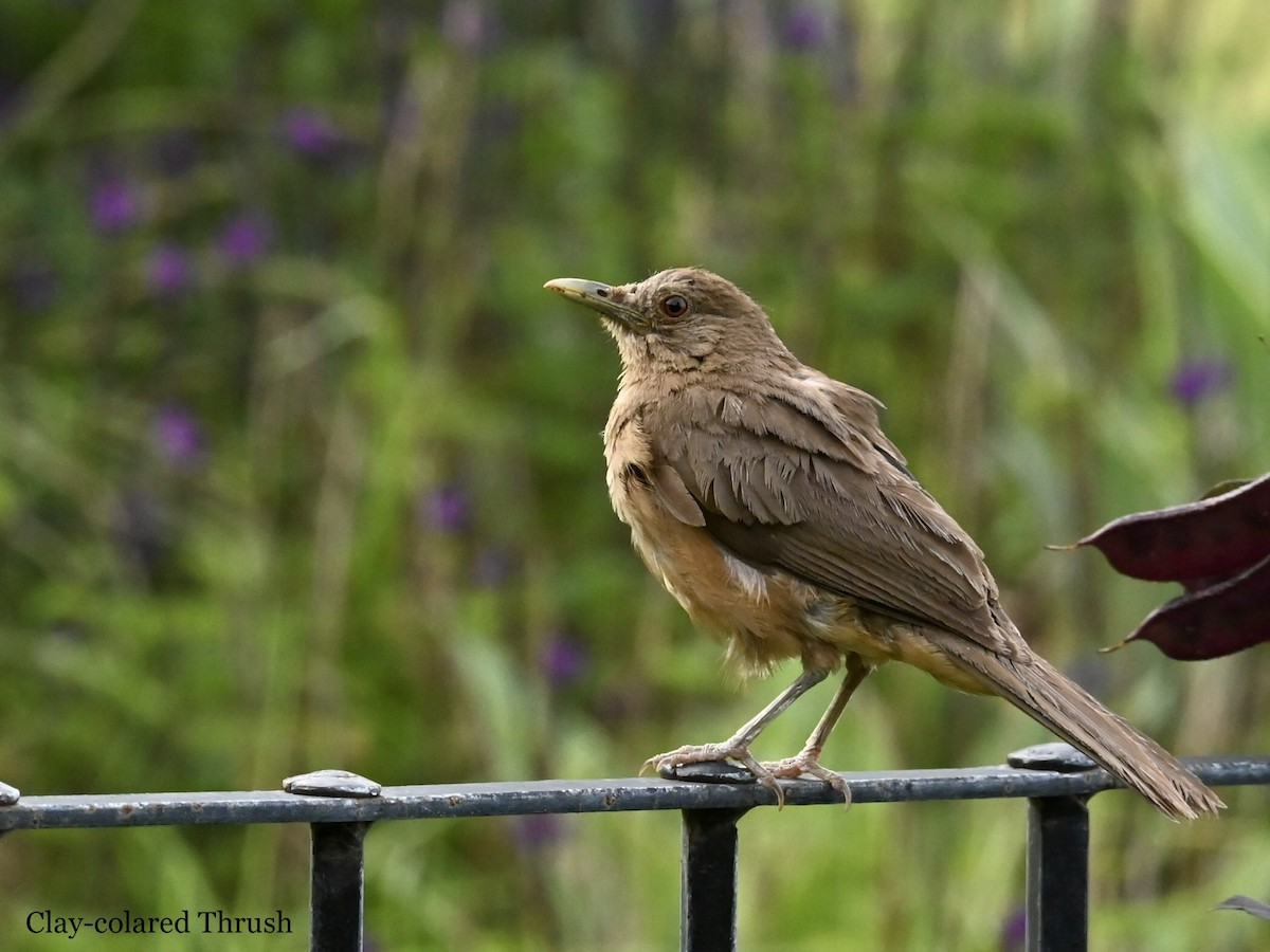 Clay-colored Thrush - ML595224921