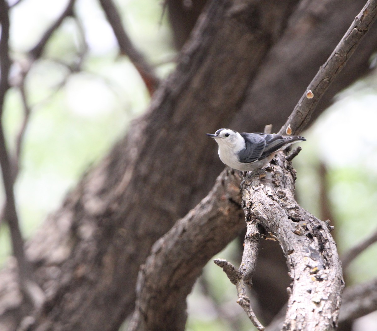 White-breasted Nuthatch (Interior West) - ML595224931