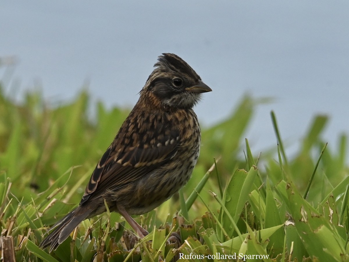 Rufous-collared Sparrow - ML595224961