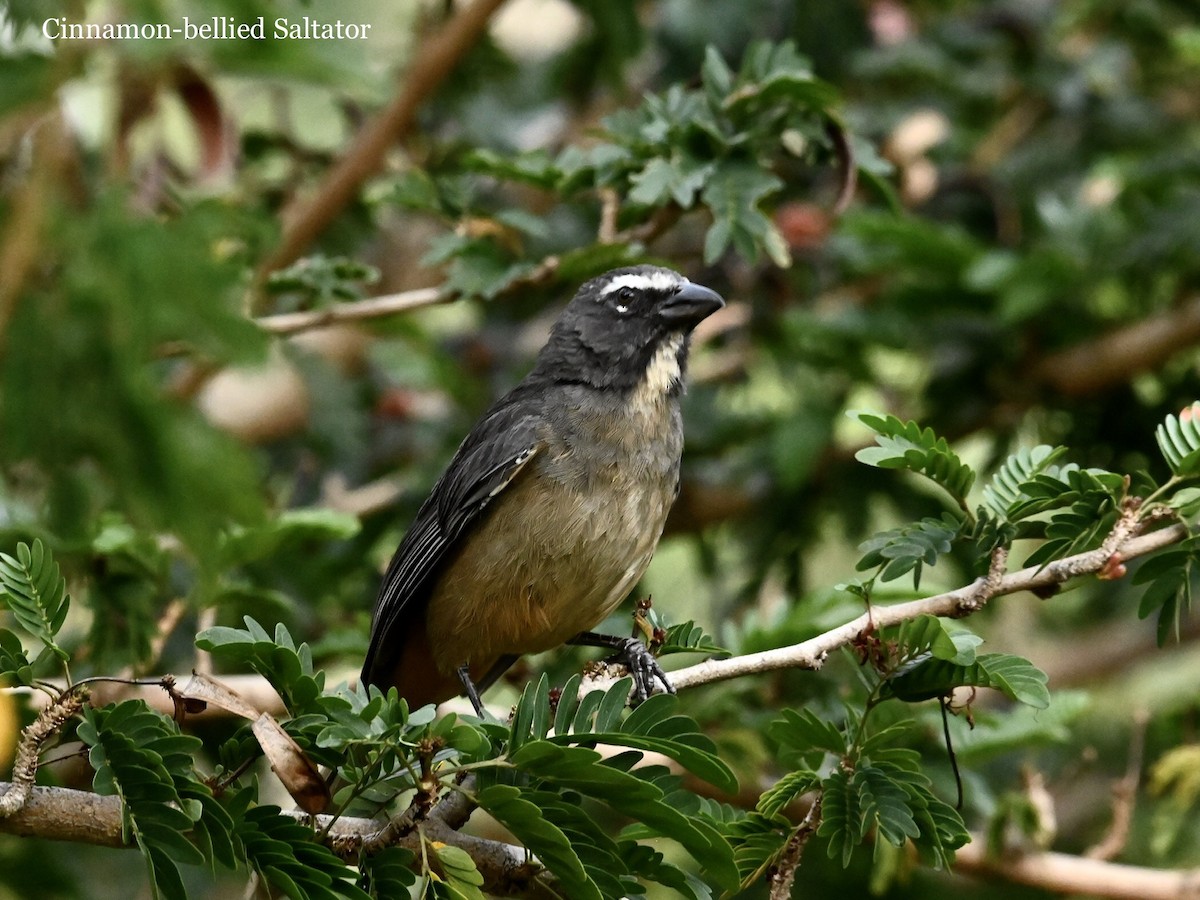 Cinnamon-bellied Saltator - ML595225111