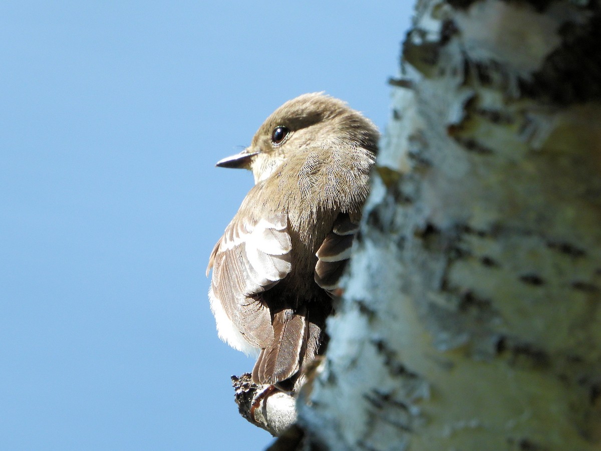 European Pied Flycatcher - ML595225151