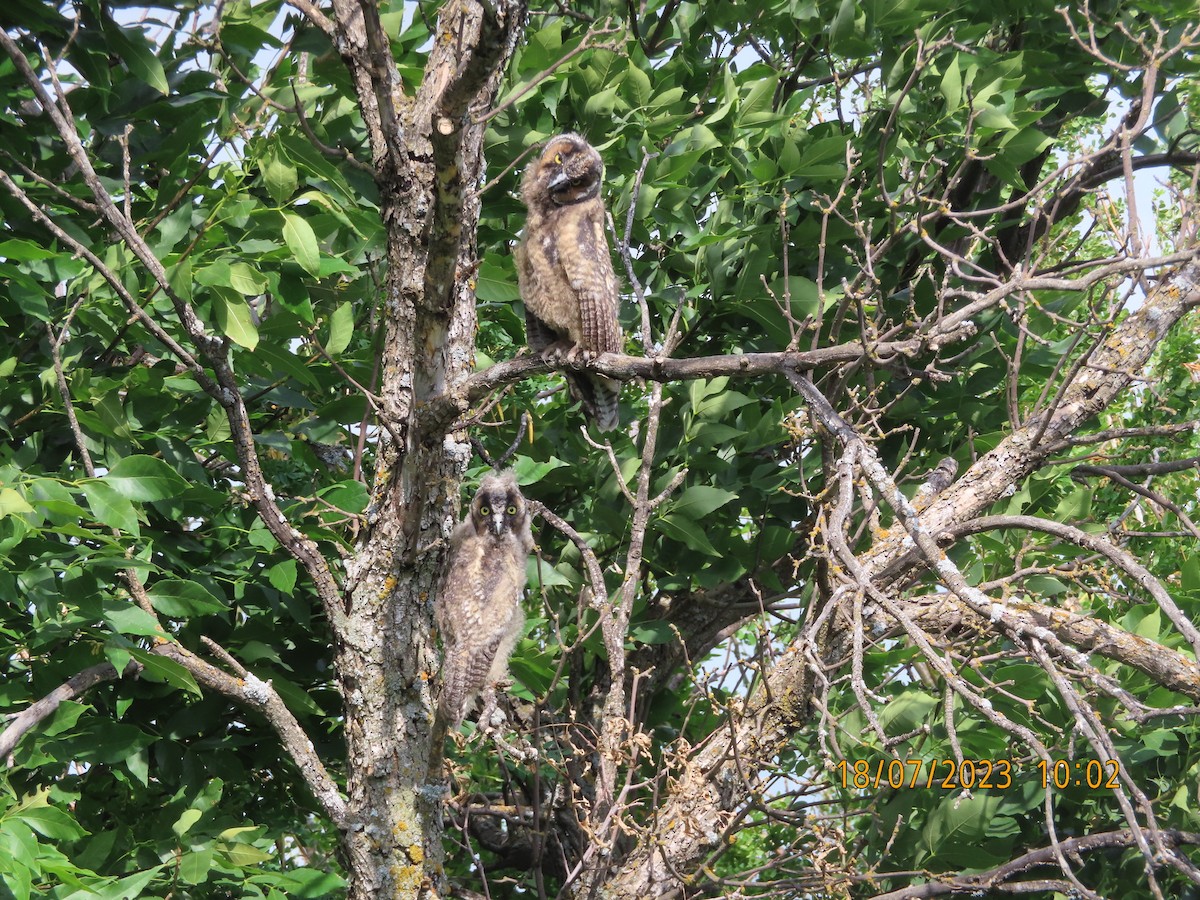 Long-eared Owl - ML595225391