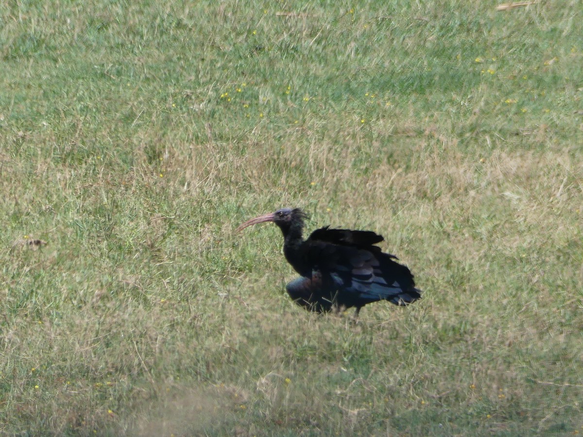 ibis skalní - ML595225861