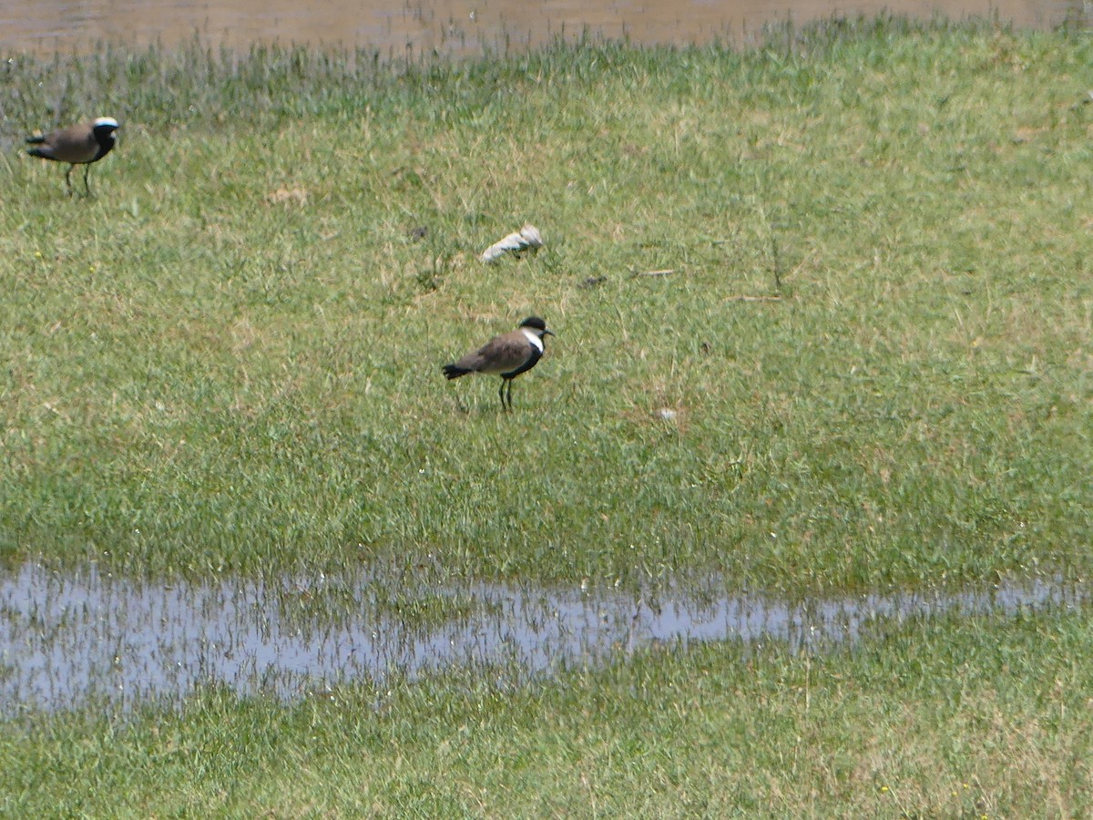 Spur-winged Lapwing - ML595225931