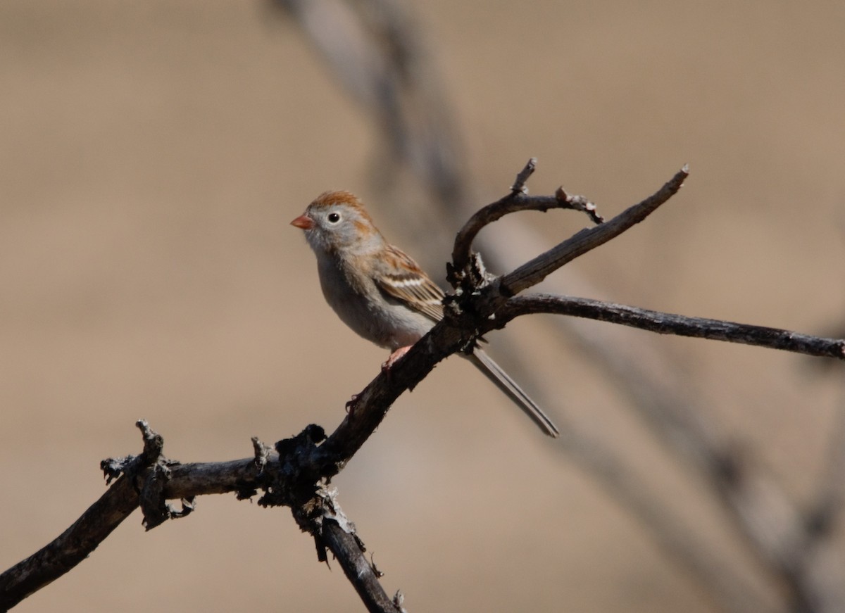 Field Sparrow - ML59522681