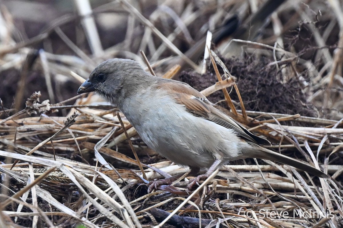 Northern Gray-headed Sparrow - Steve McInnis