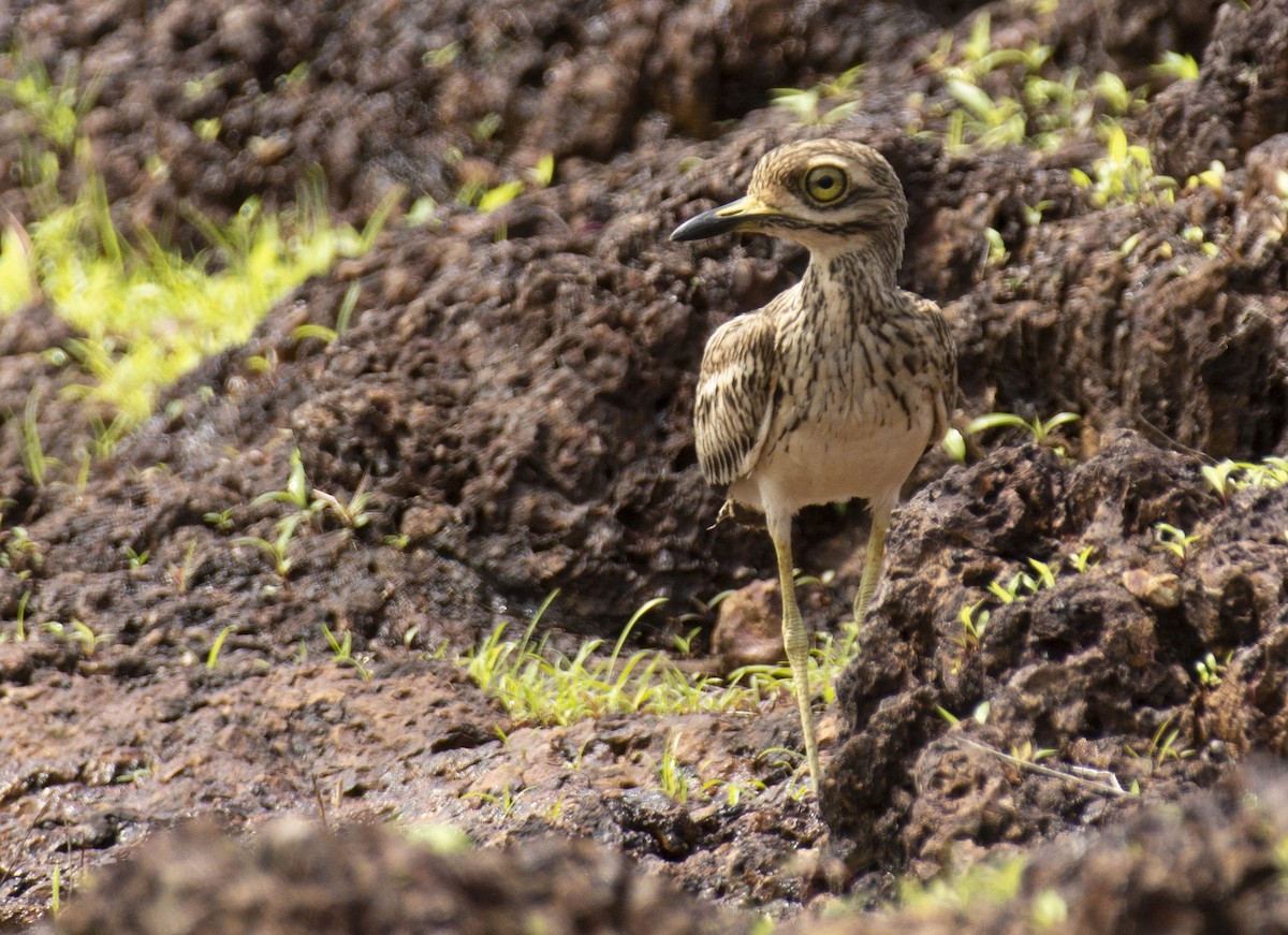 Indian Thick-knee - ML595229891