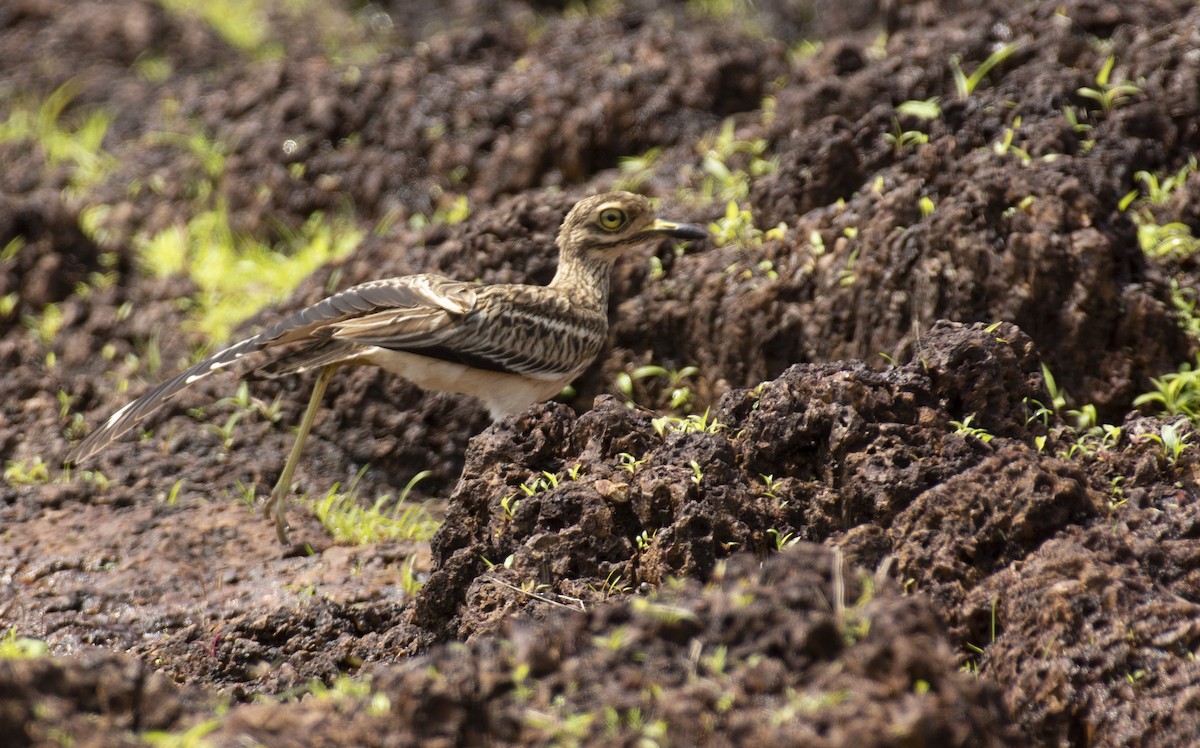 Indian Thick-knee - ML595229911