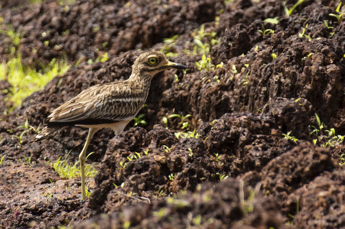 Indian Thick-knee - ML595229921