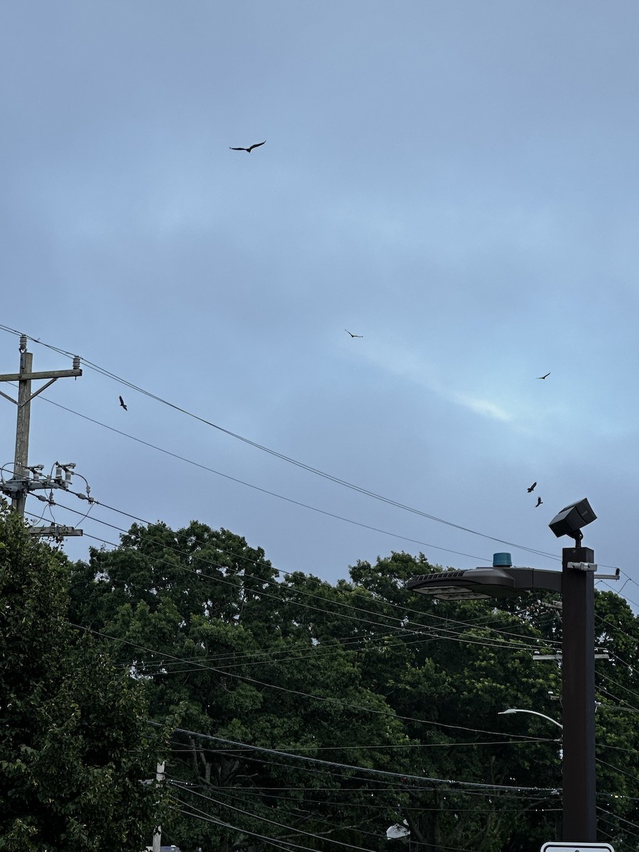 Turkey Vulture - ML595230531