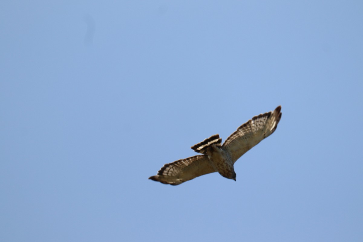 Broad-winged Hawk - ML595231181