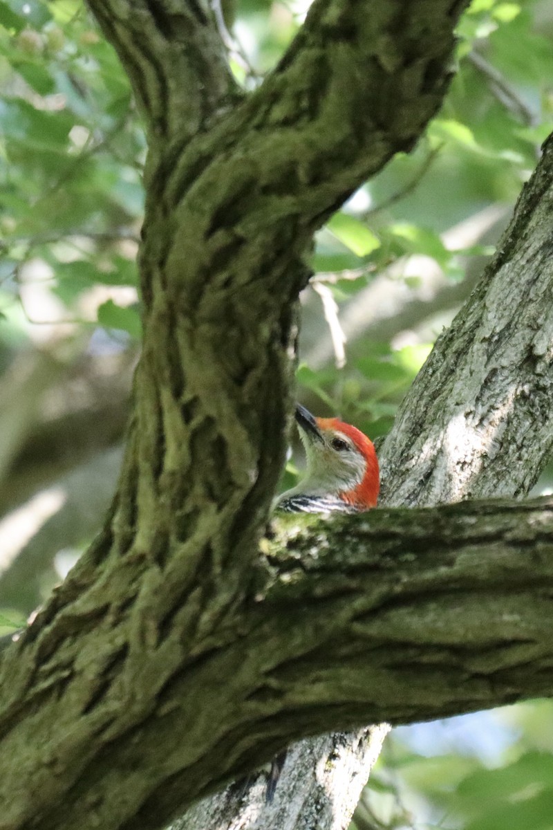 Red-bellied Woodpecker - ML595231301