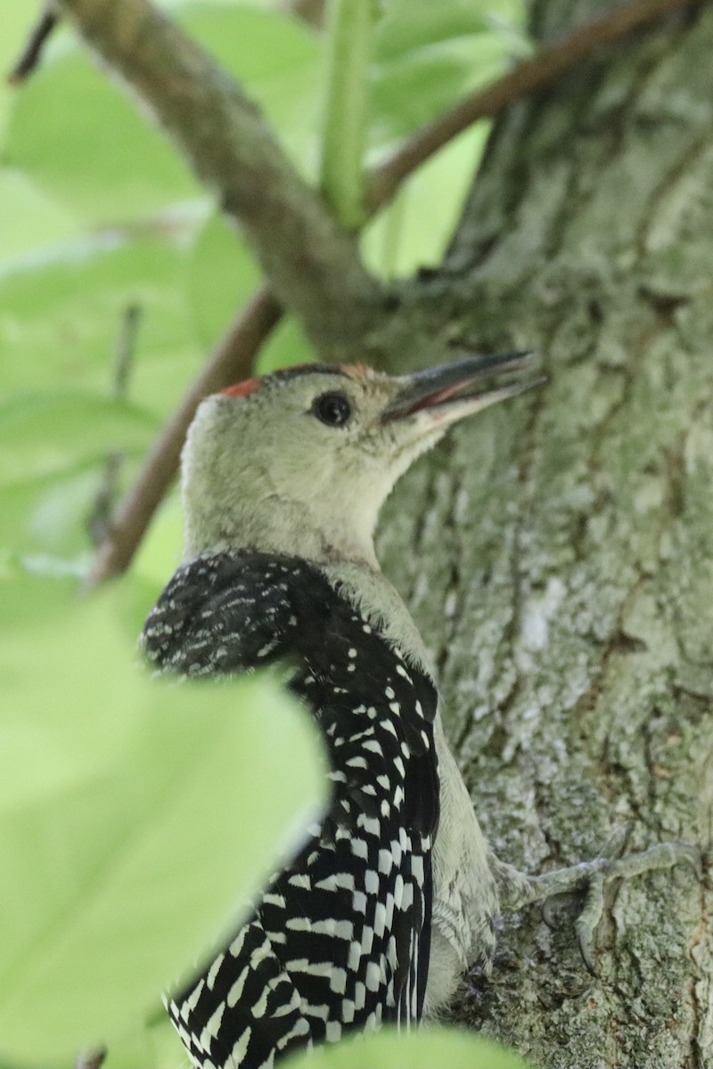 Red-bellied Woodpecker - ML595231311