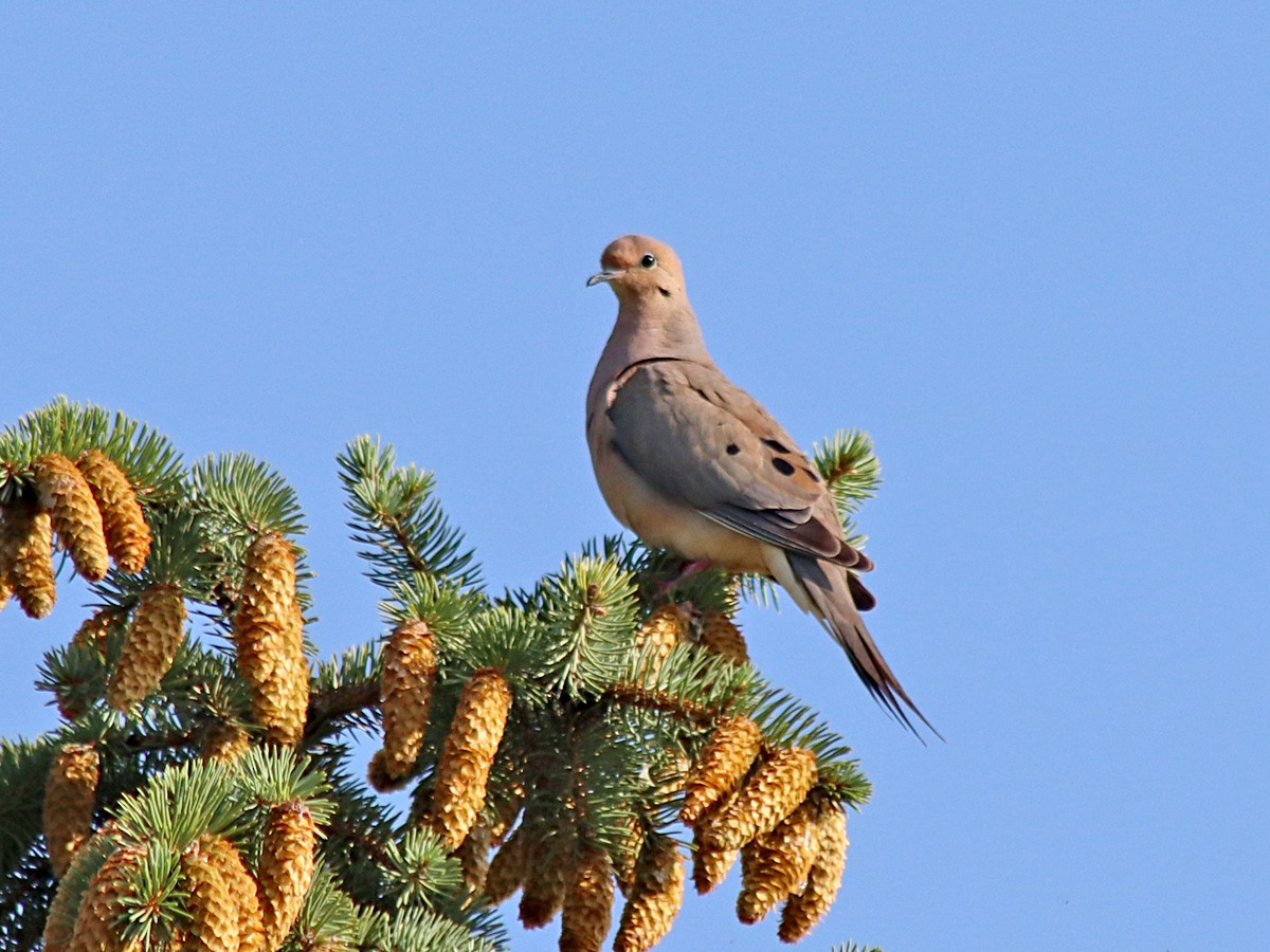 Mourning Dove - Sherry Plessner