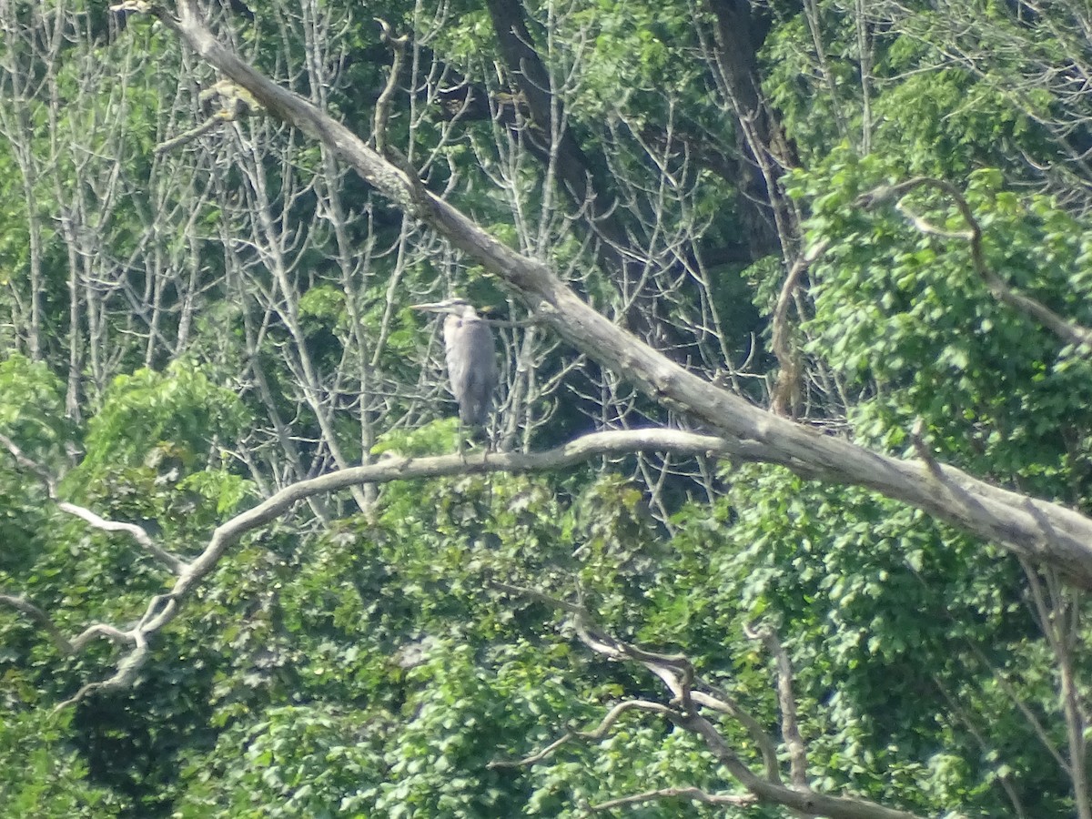 Great Blue Heron - ML595233331