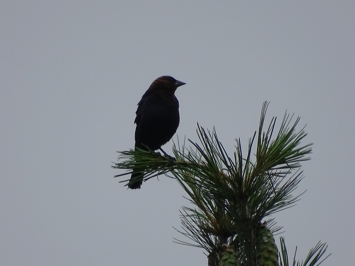 Brown-headed Cowbird - Jim Walton