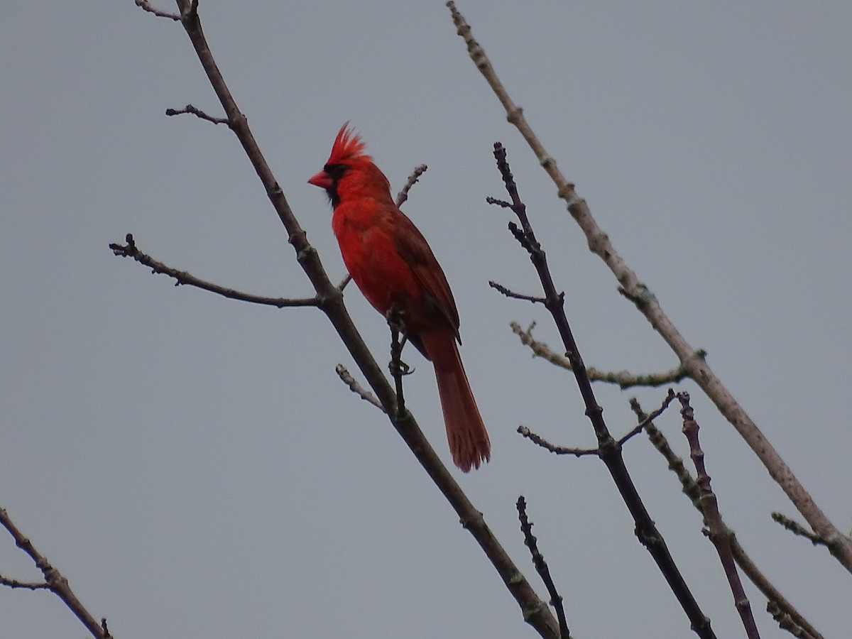 Cardinal rouge - ML595233921